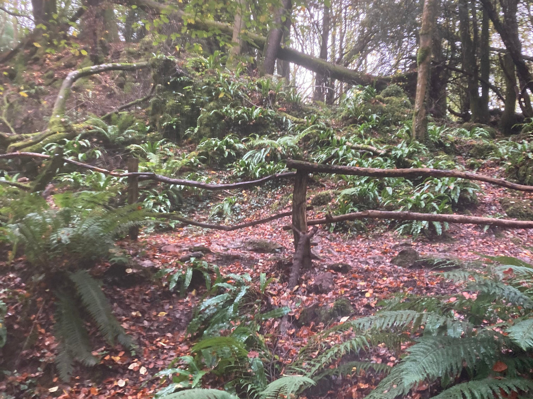 Puzzlewood-Coleford必去景点