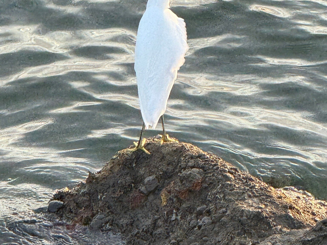 Sealion Dive Center-Los Mochis必去景点