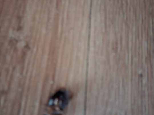 Lanta Casa Blanca主图