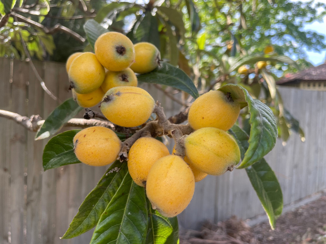 Rotary Park Playground-Bairnsdale必去景点