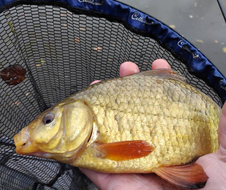 Luccombes Coarse Fishery-Exminster必去景点