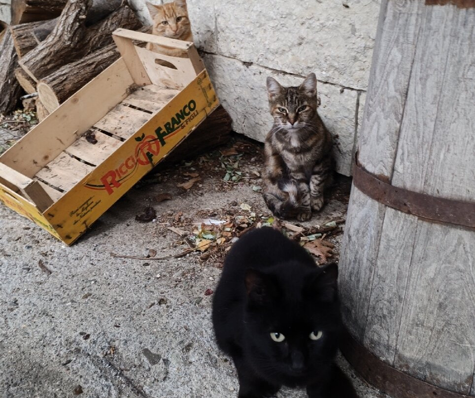 Cignus Et Leonis Vineyard