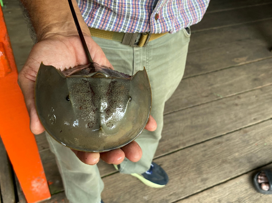 Matang Mangrove Forest Reserve-Kuala Sepetang必去景点