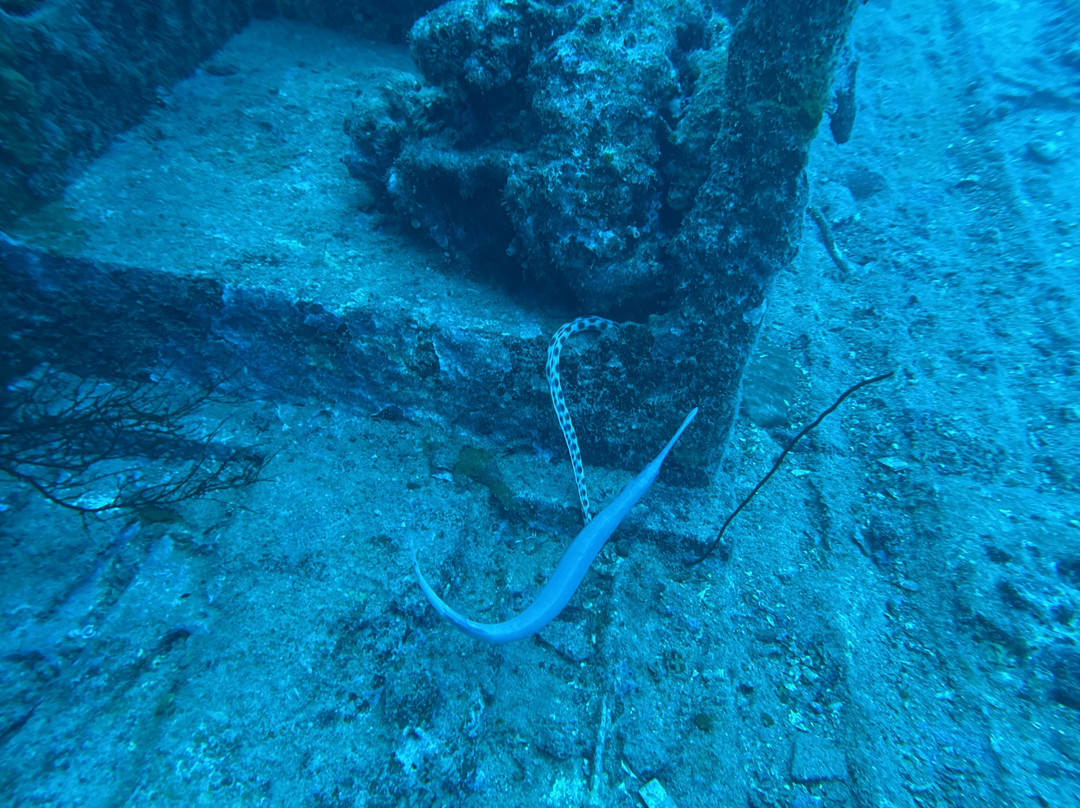 Diving World-大湾必去景点