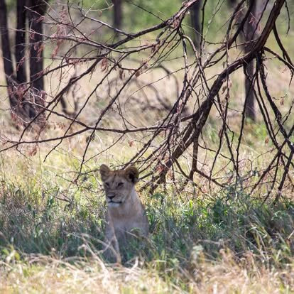 Thomson Safaris-塞伦盖蒂国家公园必去景点