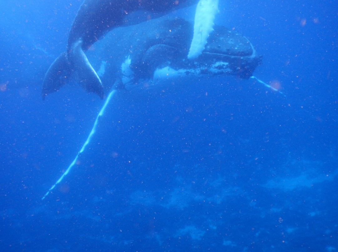 Majestic Whale Encounters-Foa Island必去景点