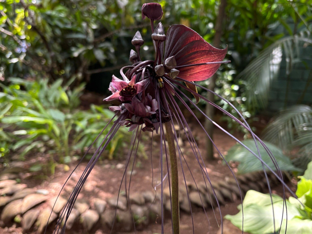 Ranweli Spice Garden-Matale必去景点