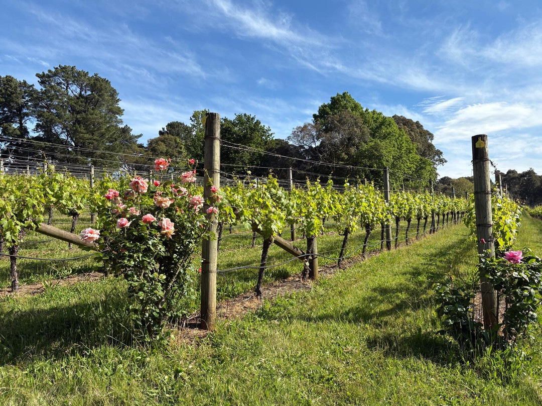 Amour of the Grape Tours-Rosebud必去景点