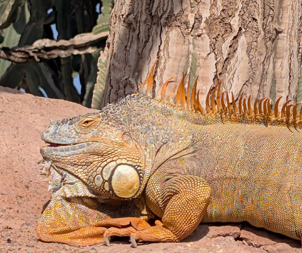 Crocoparc-阿加迪尔必去景点