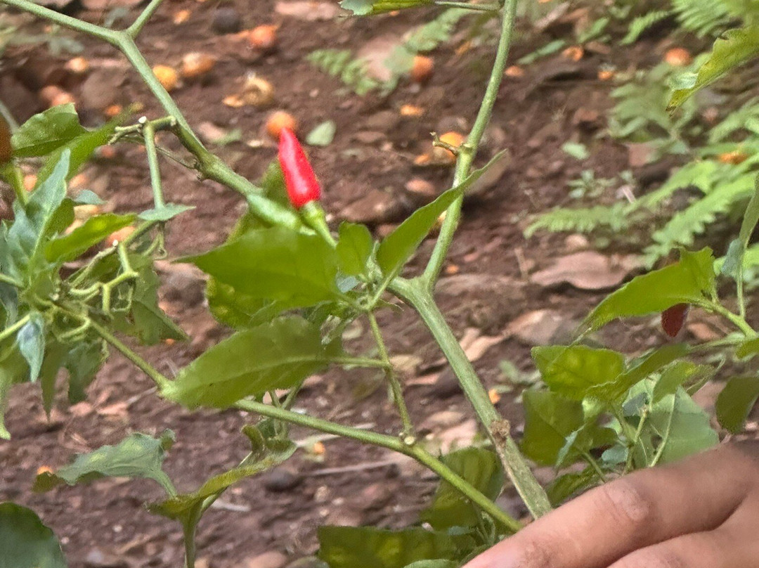 Tanshikar's Working Organic Spice Farm-Sanguem必去景点