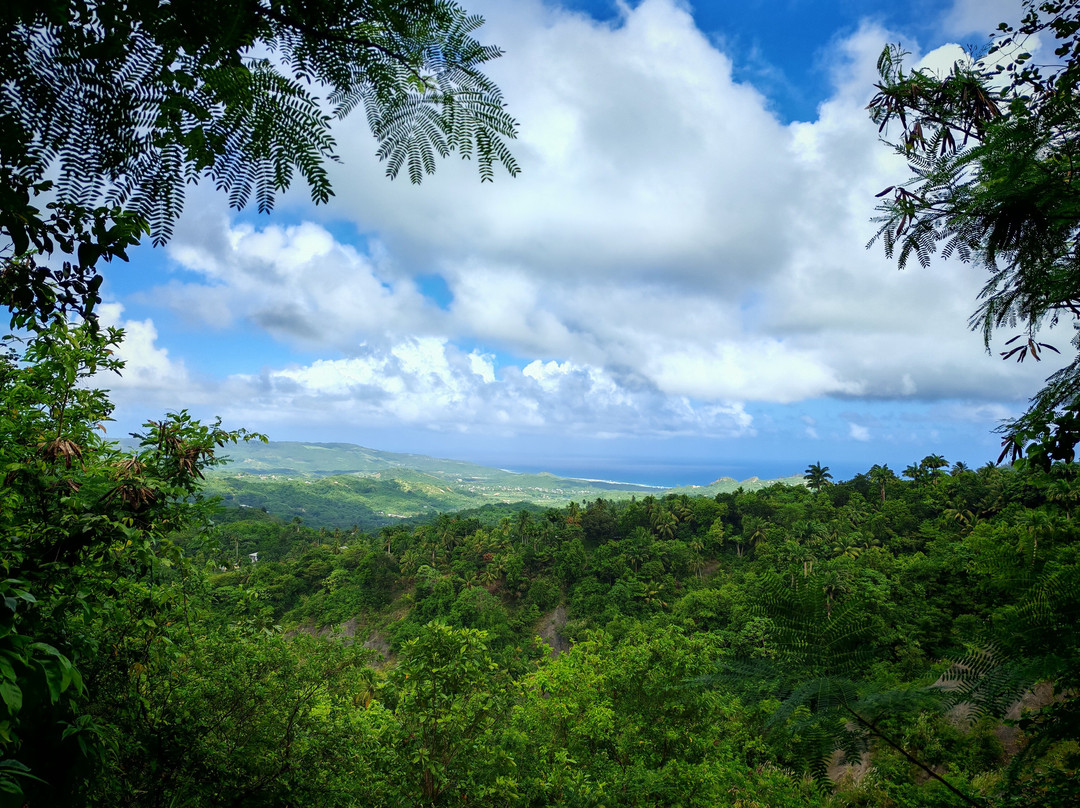 Coco Hill Forest-Melvin Hill必去景点