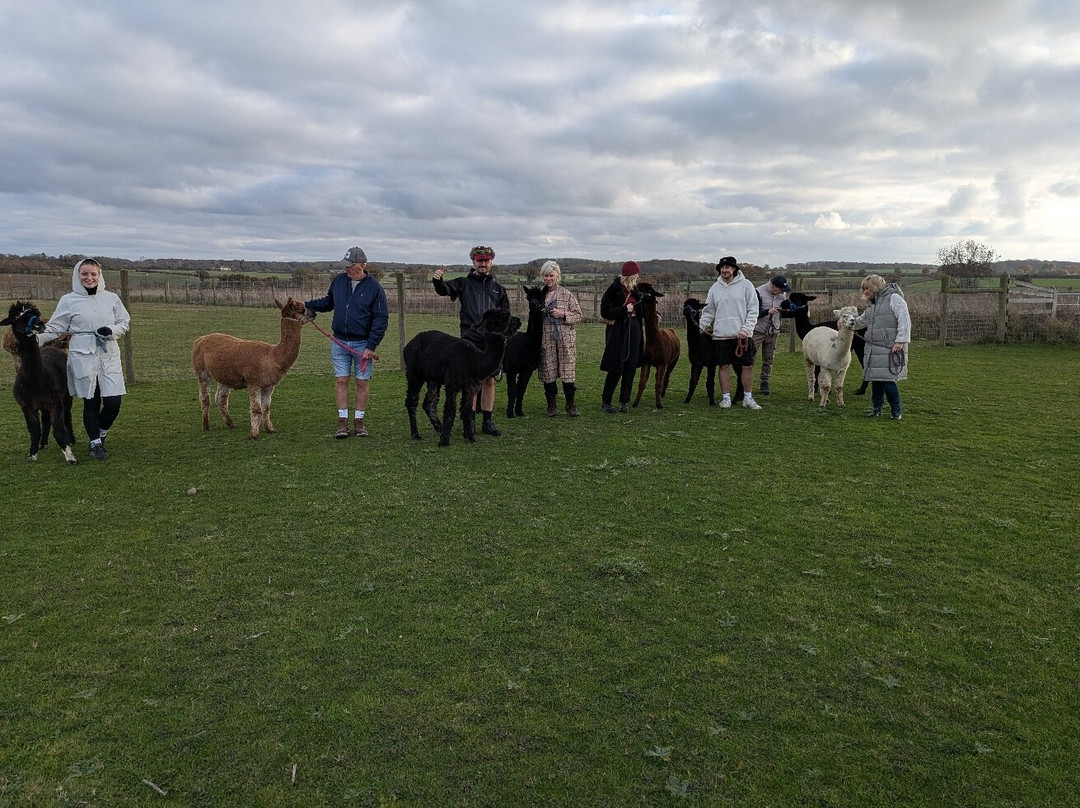 Stubbs Farm Alpacas-Loddon必去景点