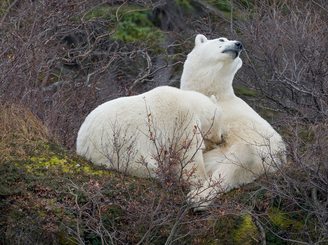 Discover Churchill Tours-丘吉尔必去景点