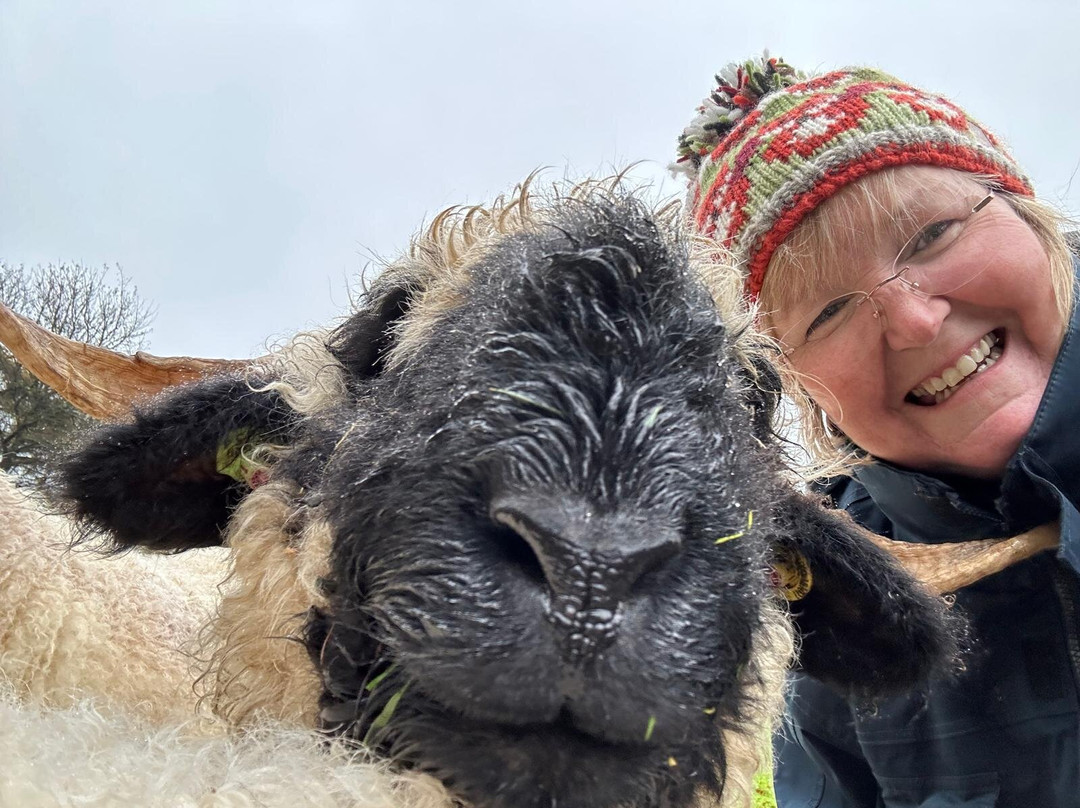 Beacon Alpacas-Husthwaite必去景点