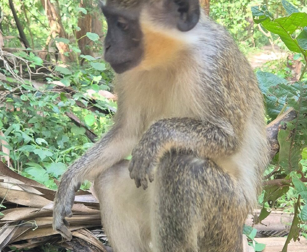 Monkey Park Senegambia-塞瑞库达必去景点