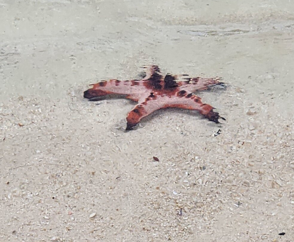 海星沙灘-Ganh Dau必去景点