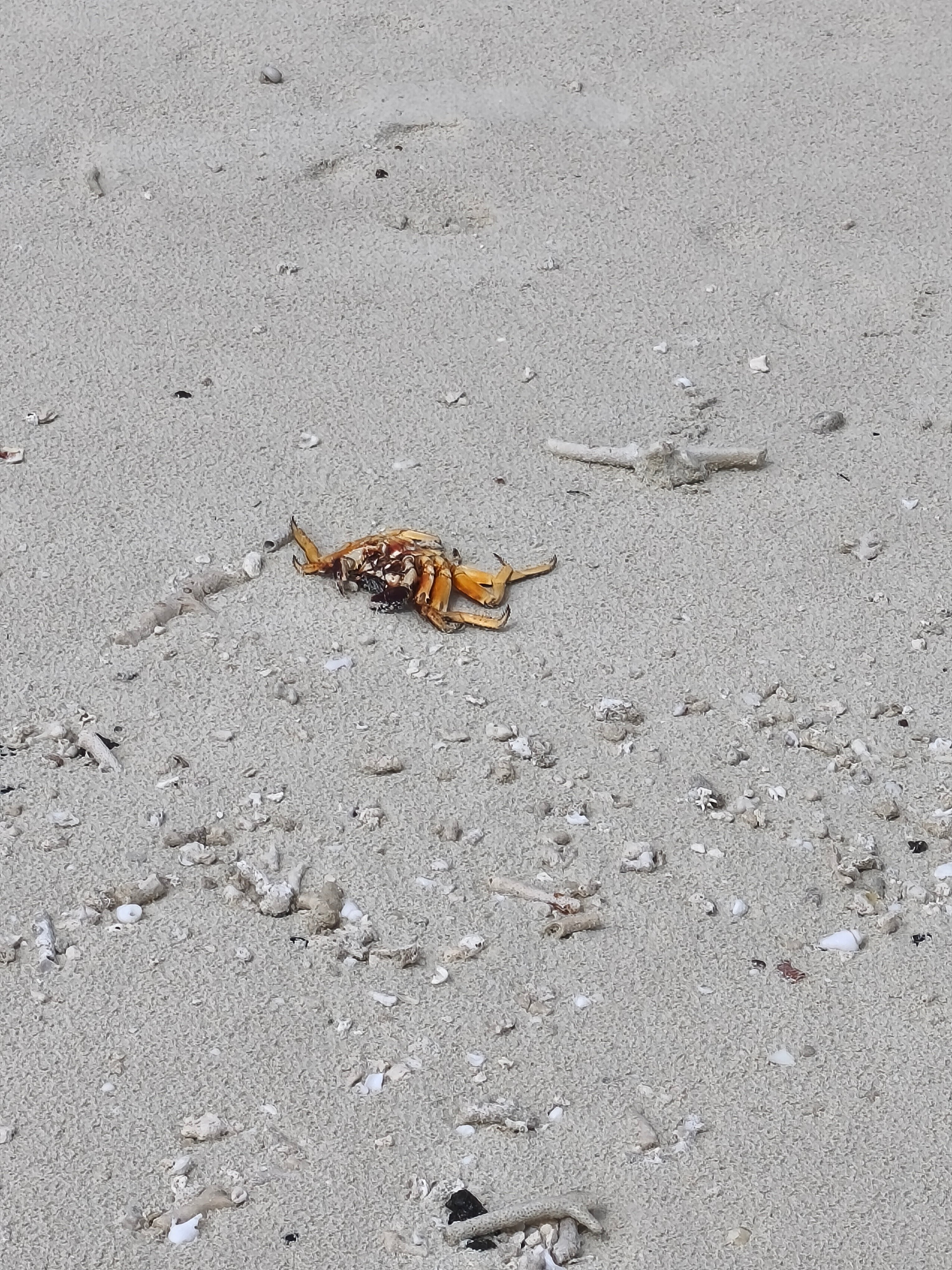 Dhigali Maldives-官方