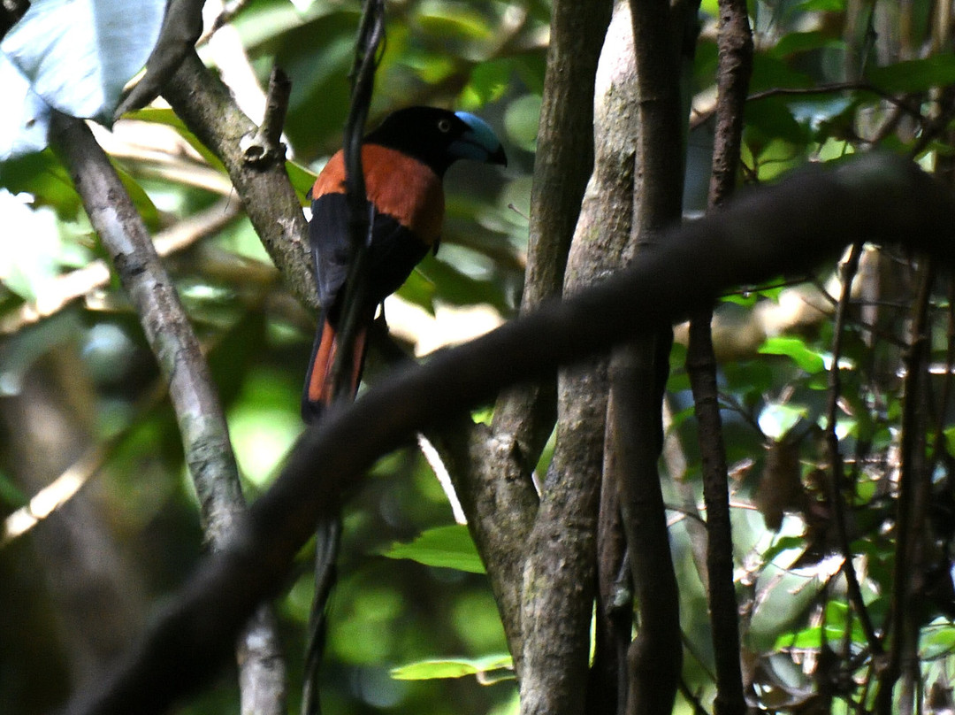 Masoala National Park-Maroantsetra必去景点