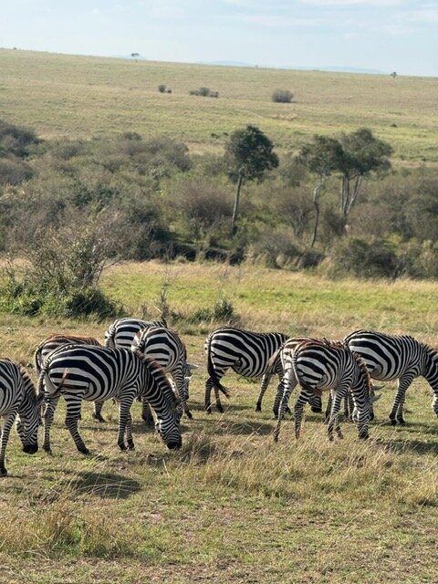 JT Safaris-迪亚尼必去景点