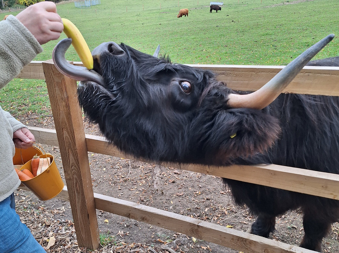 Highland Cow Cottage-Royston必去景点