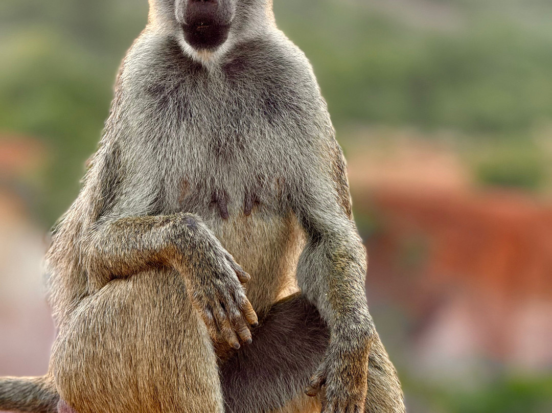 Gattokko - Safari e Tours in Kenya-瓦塔木必去景点