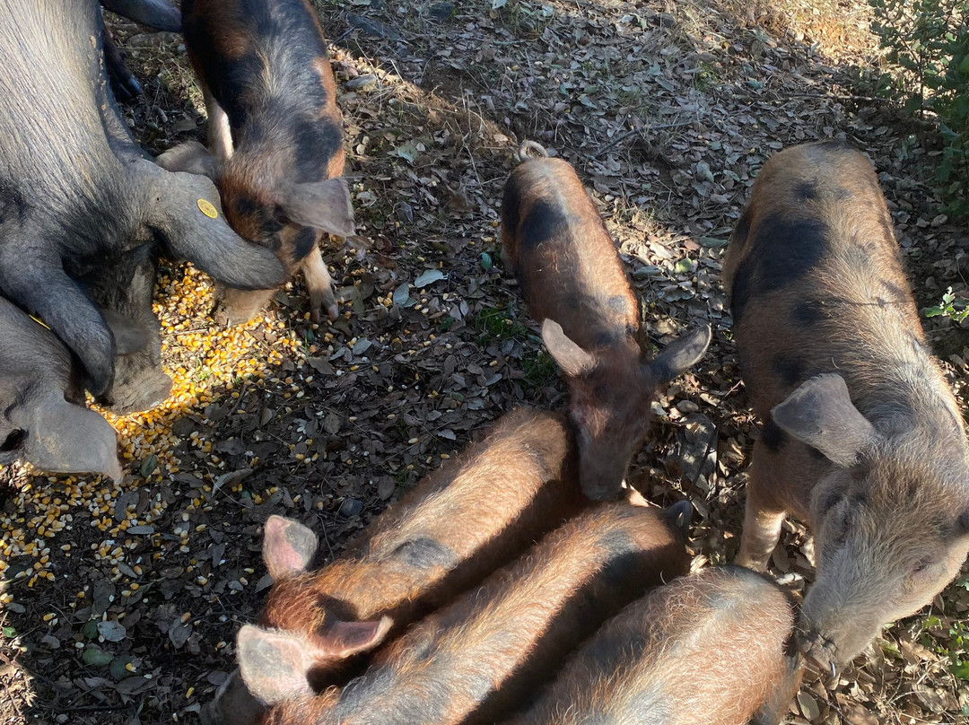 Ibéricos Vázquez-阿拉塞纳必去景点