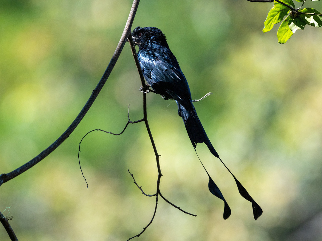 SVC野生动物保护区-暹粒必去景点