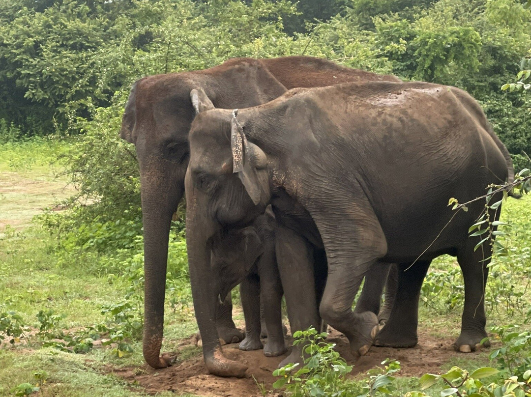 Kavisha Safari Service Udawalawa-乌达瓦拉瓦必去景点