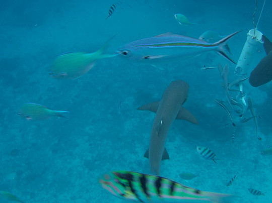 Barefoot Shark Encounters Fiji-丹娜努岛必去景点