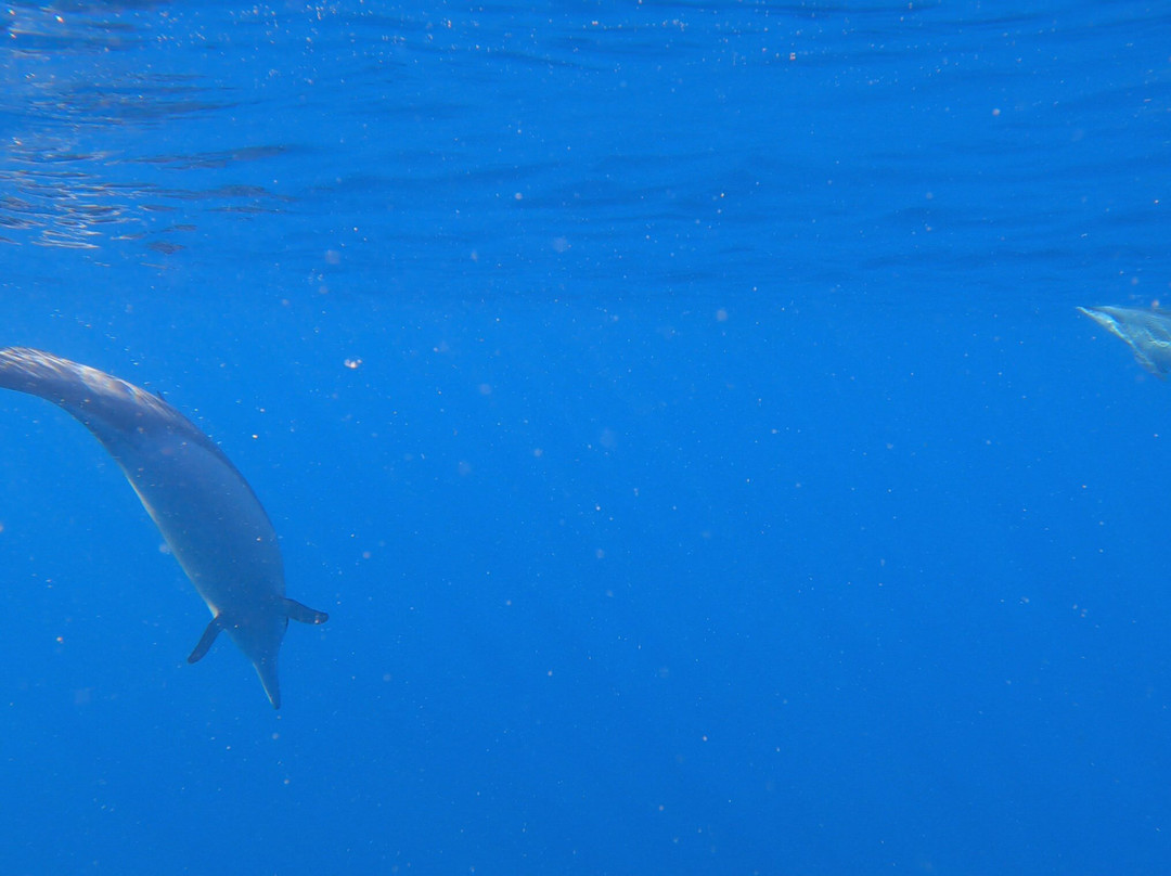 Hawai'i Surf and Kayak-普阿克必去景点