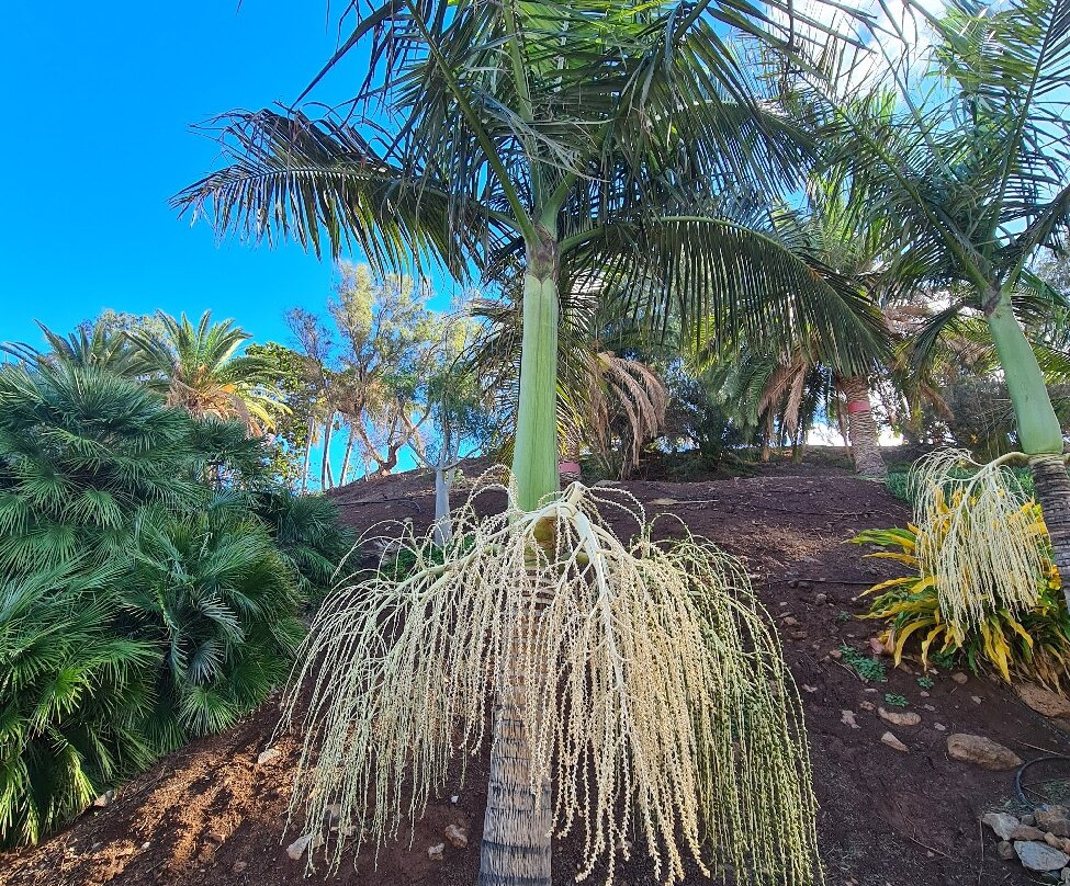 Jardín Botánico del Palmetum-圣克鲁斯-德特内里费必去景点