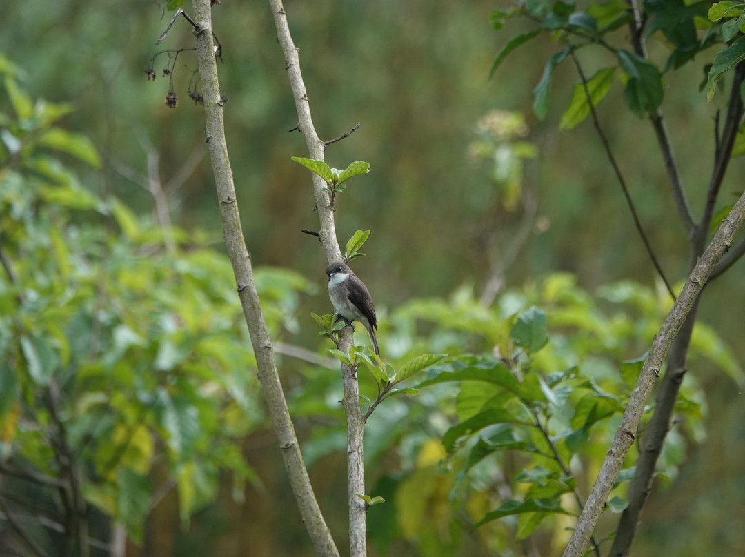 Beyond the Gorillas Experience-Ruhengeri必去景点