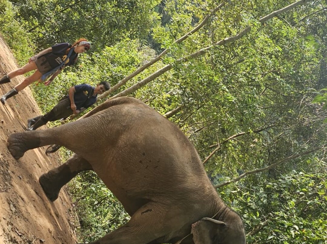 Blue Daily Elephant Care Sanctuary-清迈必去景点
