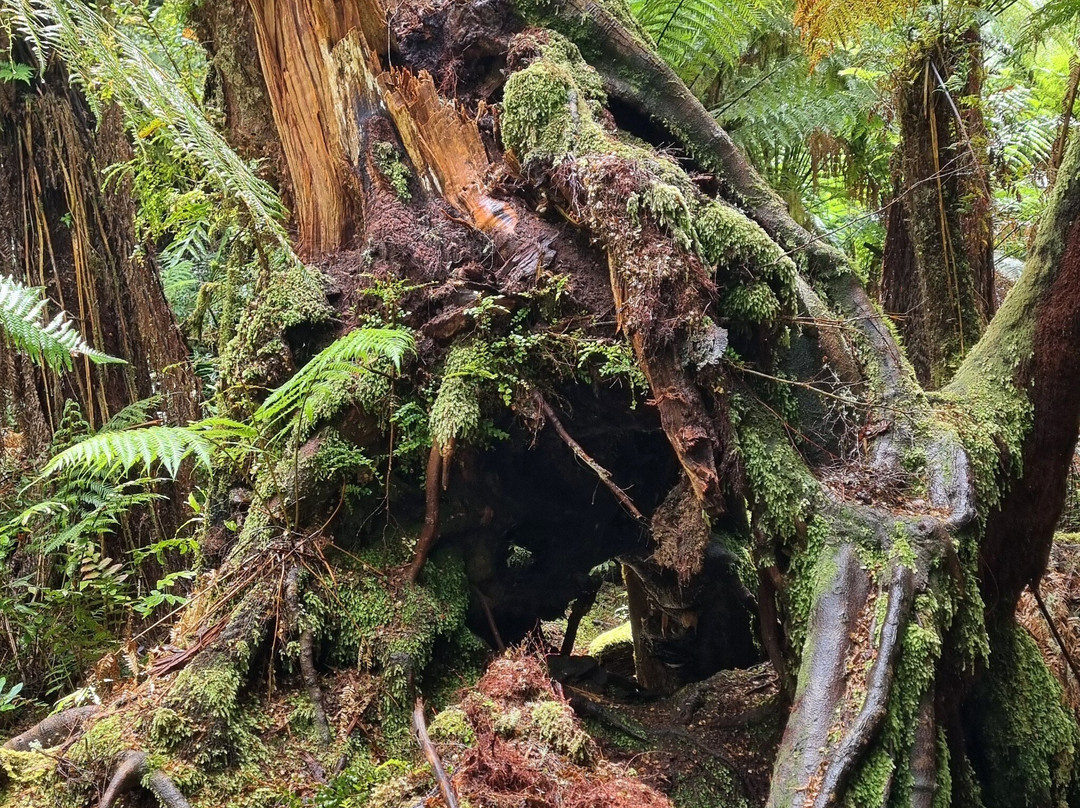 梅茨雷斯特热带雨林-阿波罗湾必去景点