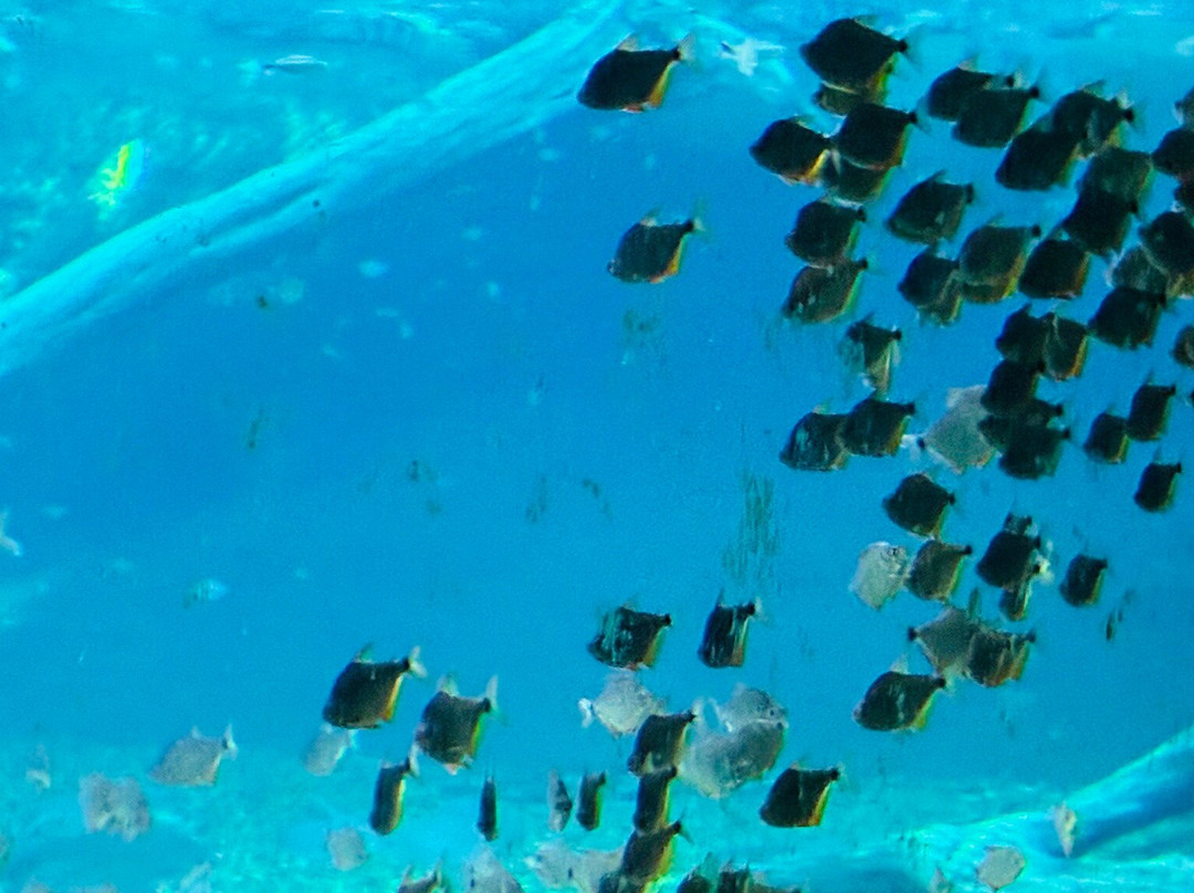 Bioparque Pantanal-大坎普市必去景点