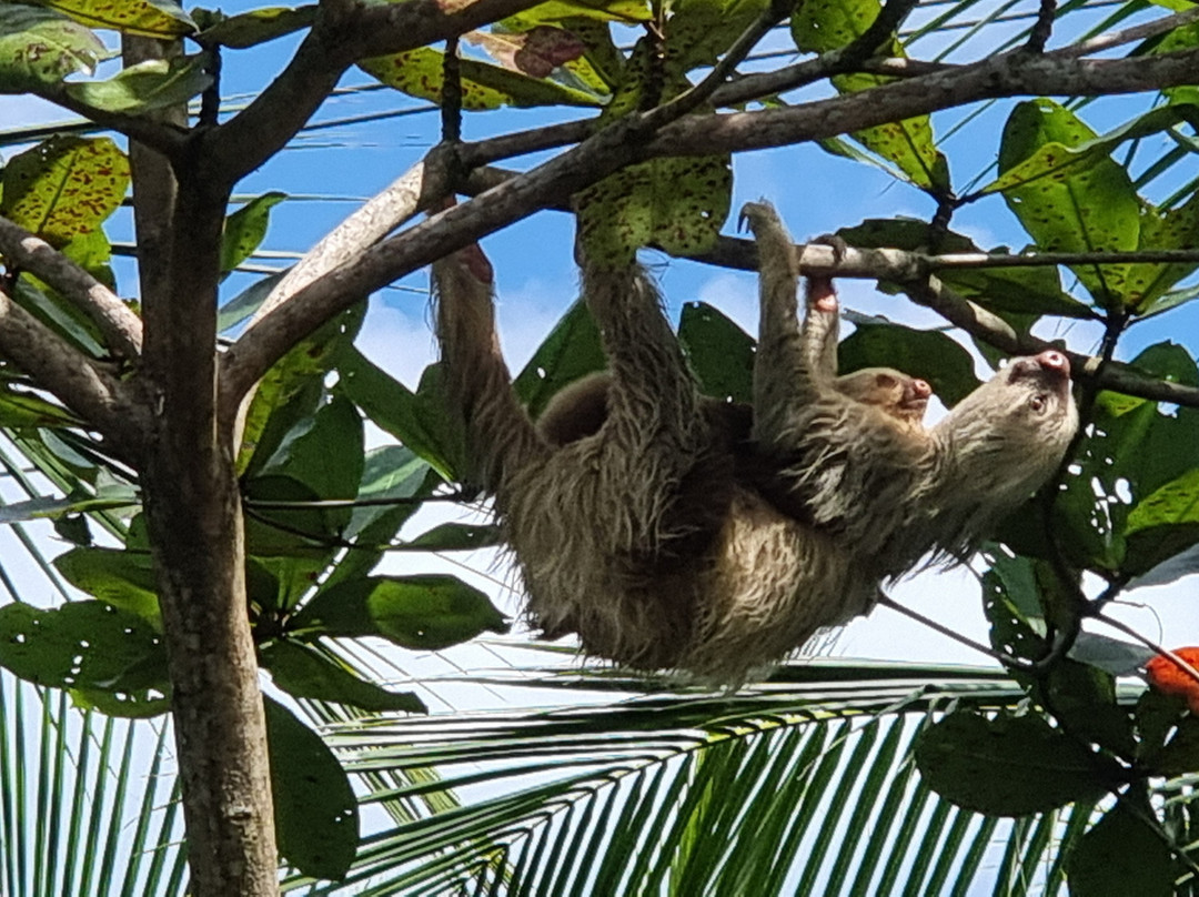 Tortuguero Canal-利蒙港必去景点