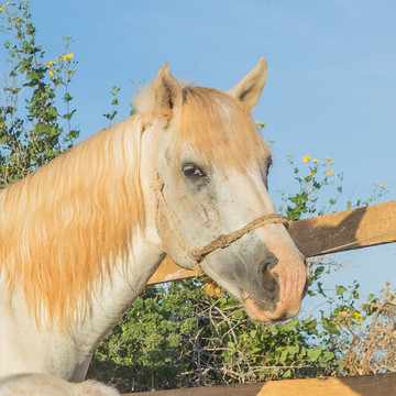 Cerritos Cowboy-Playa Cerritos必去景点