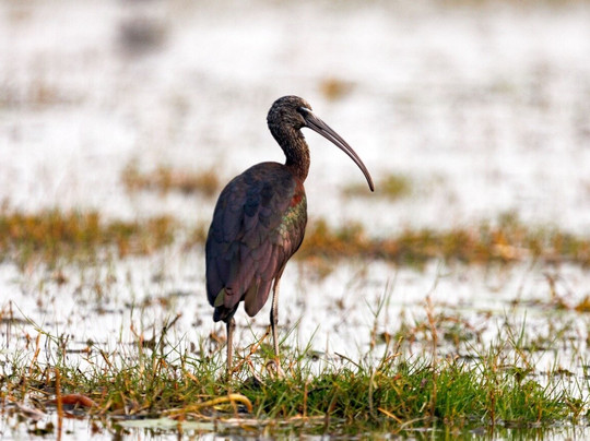 Mangalajodi-Khurda必去景点