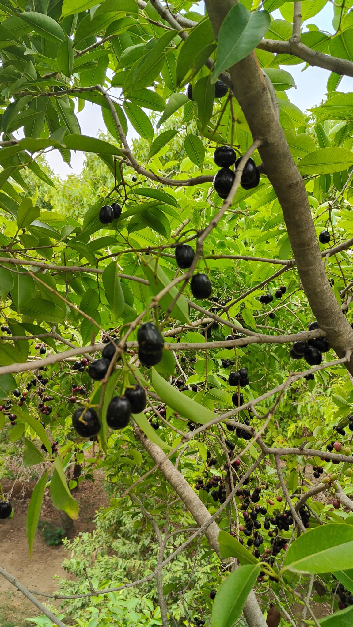 Dera Masuda Luxury Resort-官方