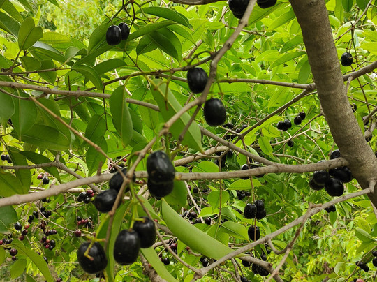 Dera Masuda Luxury Resort主图