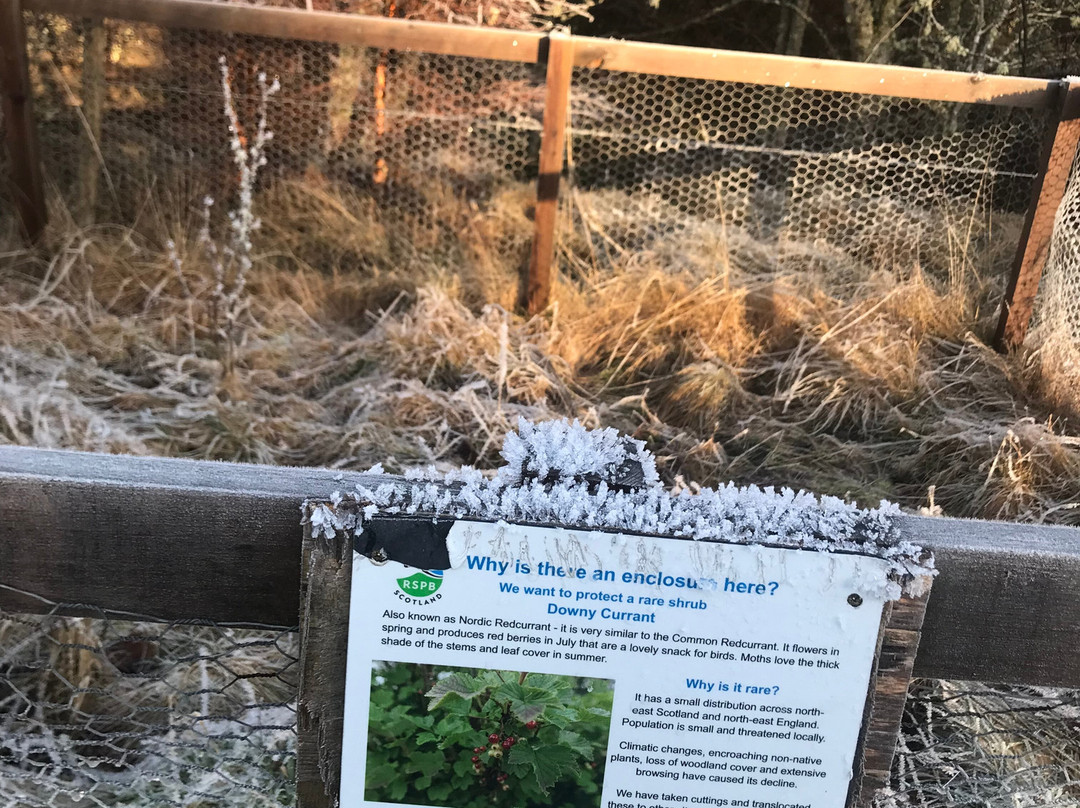 RSPB - Insh Marshes-Kingussie必去景点