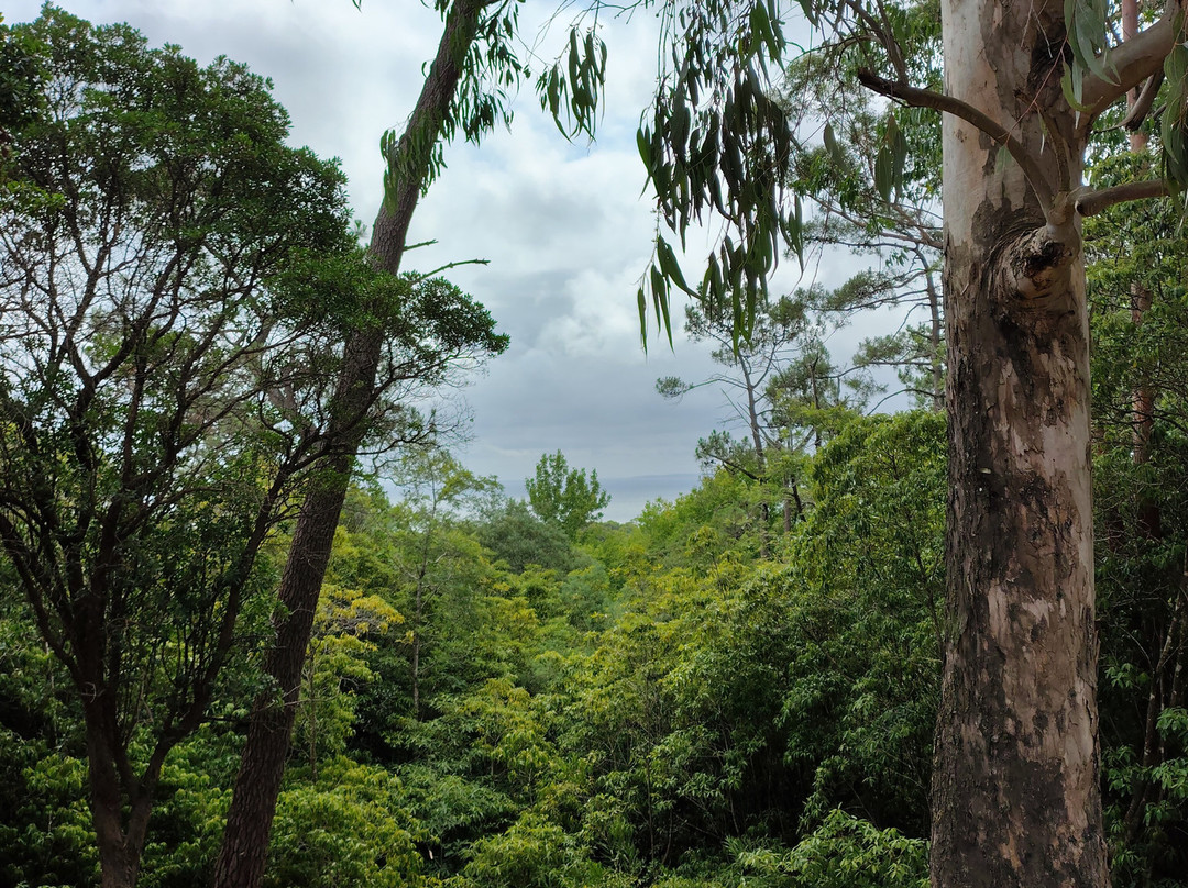 Arboretum Lussich-埃斯特角城必去景点