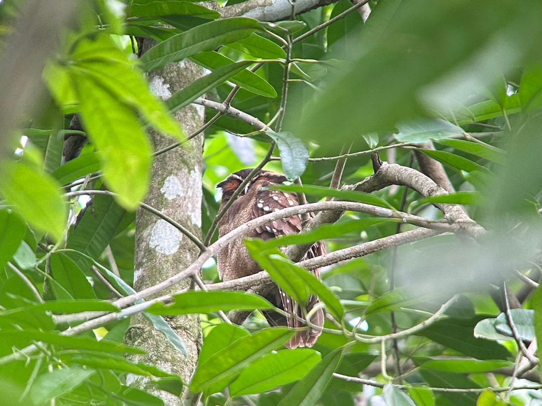 Surcos Tours-希门尼斯港必去景点