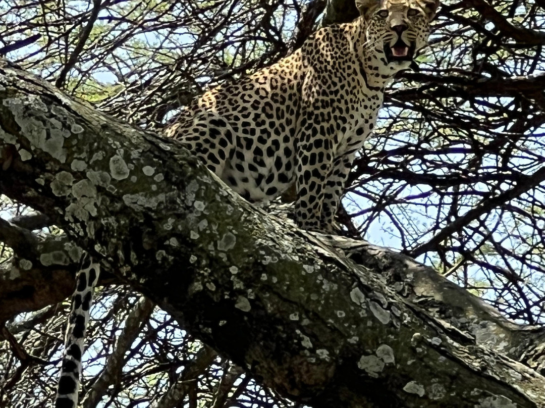 Serengeti Smile-阿鲁沙必去景点