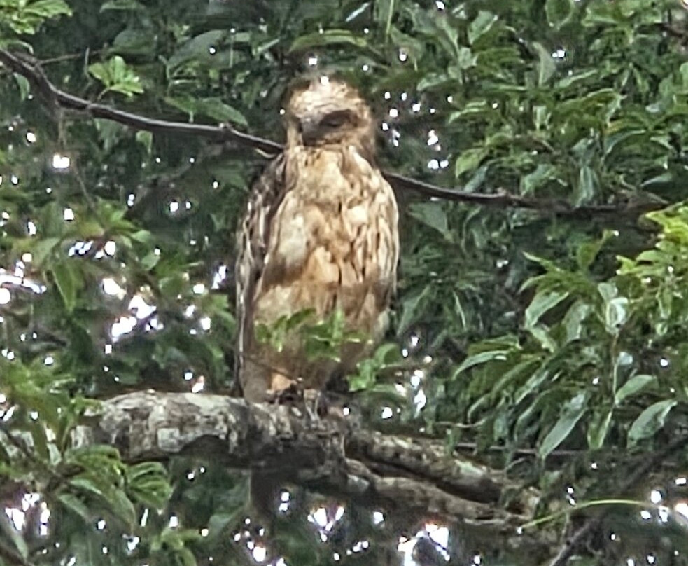 Subara Travels Sri Lanka-Radawana必去景点