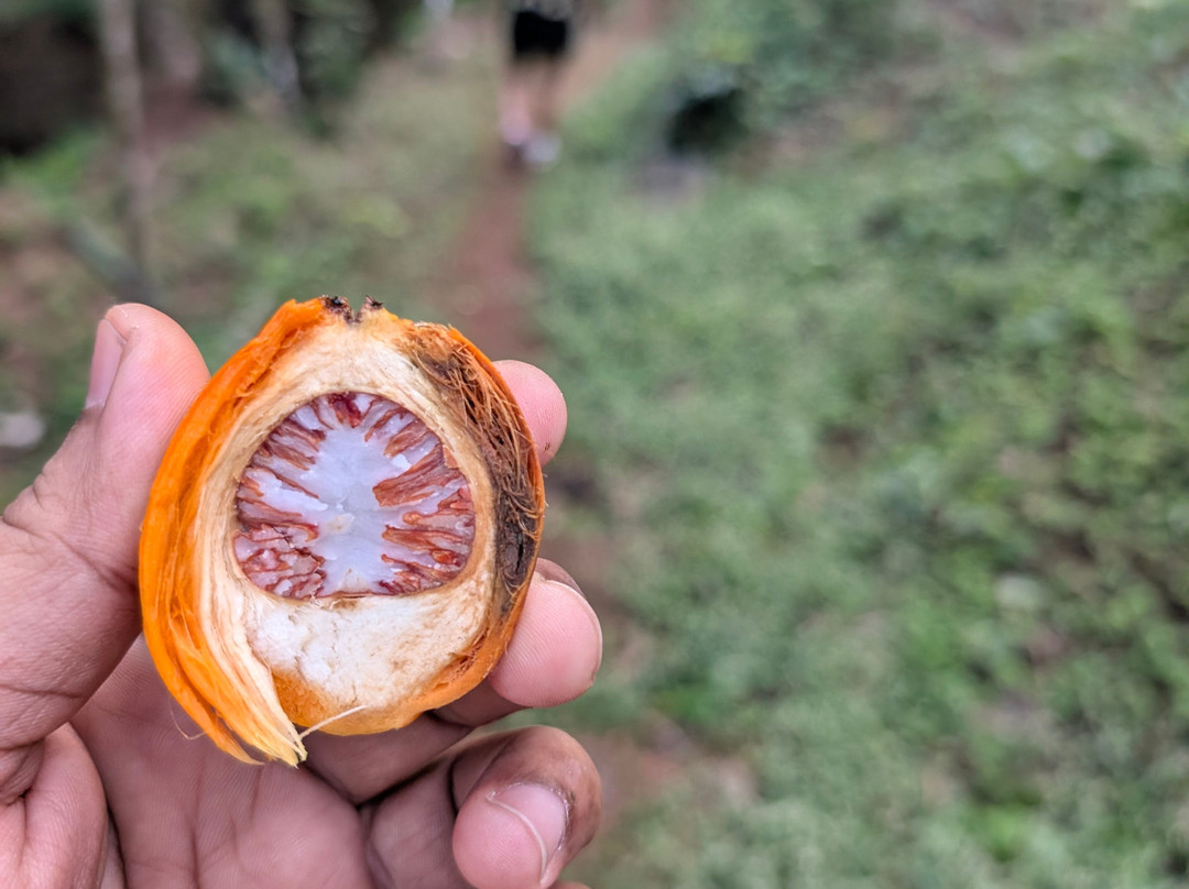 Thonikadavu-Kasaragod必去景点