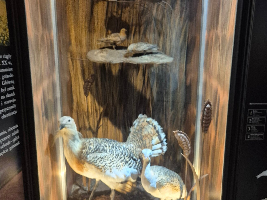 Natural History Museum-Jelenia Gora必去景点