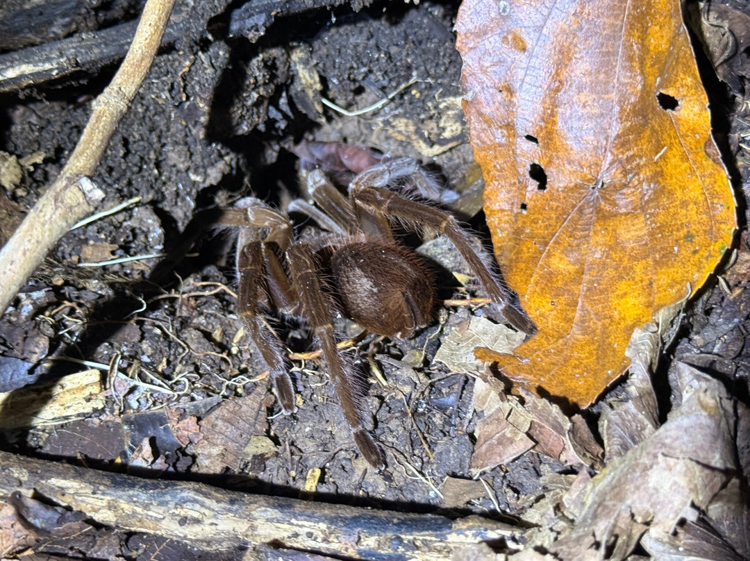 Tarantulas Way-卡维塔必去景点