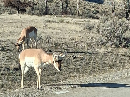 Yellowstone Wild-加德纳必去景点