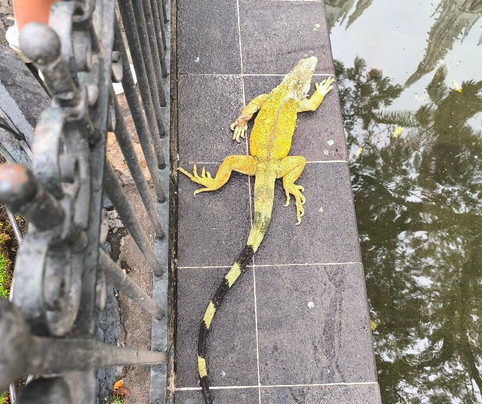 Parque Seminario-瓜亚基尔必去景点